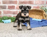AKC Sherman, a male Miniature Schnauzer for sale in Syracuse, IN – Photo 3 of 7