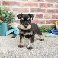 AKC Sherman, a male Miniature Schnauzer for sale in Syracuse, IN – Photo 8 of 10