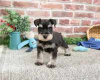AKC Sherman, a male Miniature Schnauzer for sale in Syracuse, IN – Photo 5 of 7
