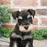 AKC Sherman, a male Miniature Schnauzer for sale in Syracuse, IN – Photo 4 of 10