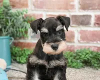 AKC Sherman, a male Miniature Schnauzer for sale in Syracuse, IN – Photo 1 of 7