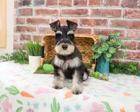 AKC Sherman, a male Miniature Schnauzer for sale in Syracuse, IN – Photo 3 of 10