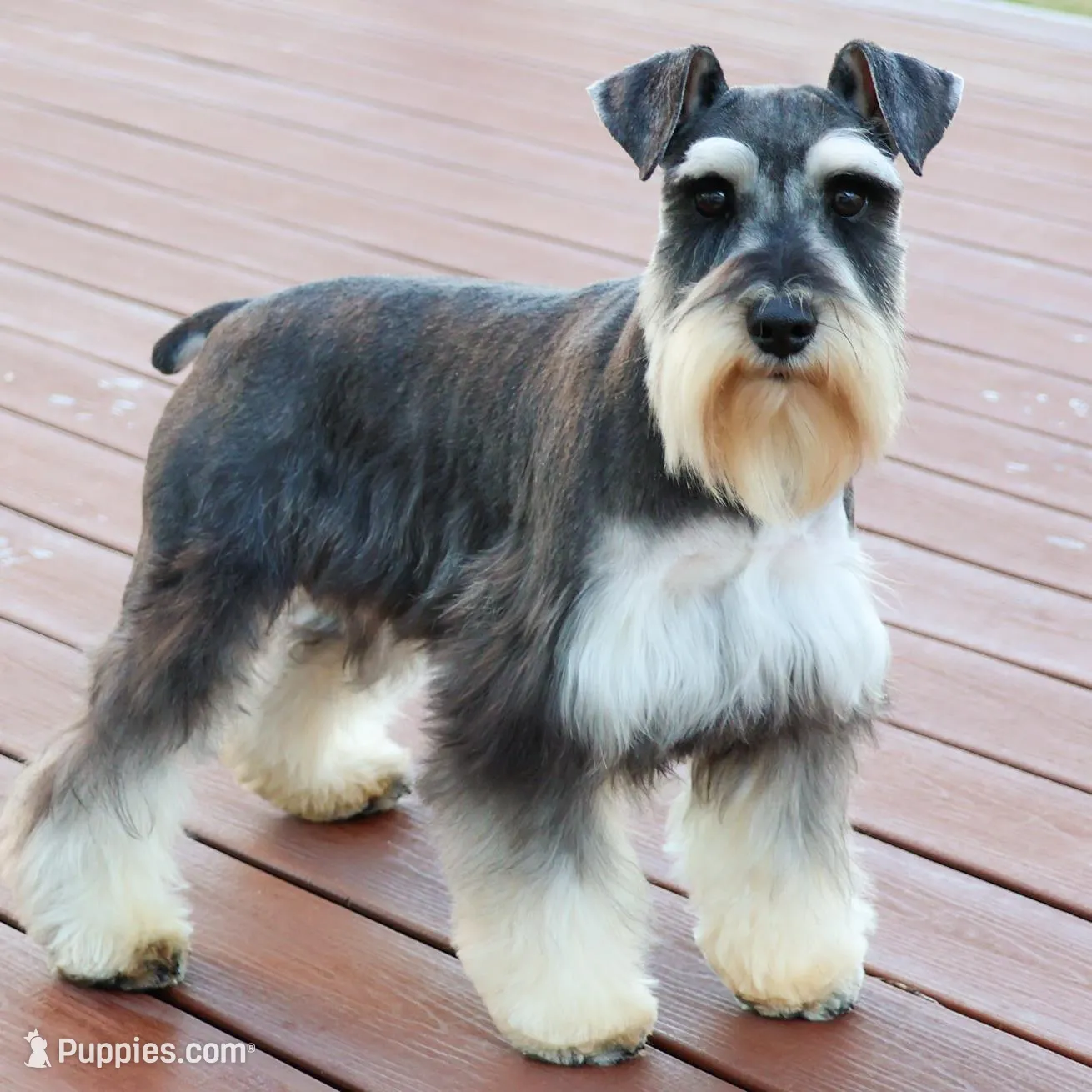 AKC Sherman, a male Miniature Schnauzer for sale in Syracuse, IN – Photo 7 of 7