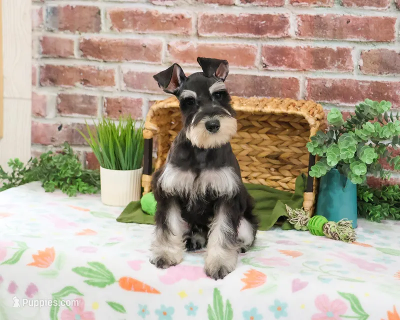 AKC Sherman – Miniature Schnauzer puppy for sale in Syracuse, IN