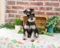 AKC Sherman, a male Miniature Schnauzer for sale in Syracuse, IN – Photo 1 of 10