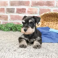 AKC Sherman, a male Miniature Schnauzer for sale in Syracuse, IN – Photo 5 of 10