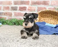 AKC Sherman, a male Miniature Schnauzer for sale in Syracuse, IN – Photo 2 of 7