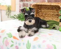 AKC Sherman, a male Miniature Schnauzer for sale in Syracuse, IN – Photo 2 of 10