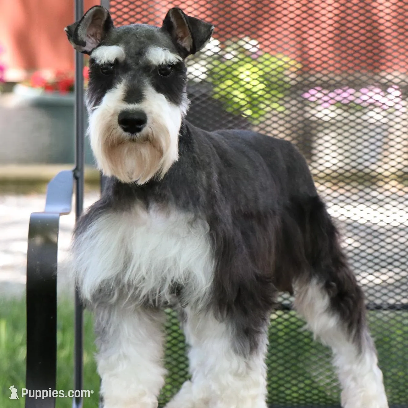 AKC Sherman, a male Miniature Schnauzer for sale in Syracuse, IN – Photo 6 of 7