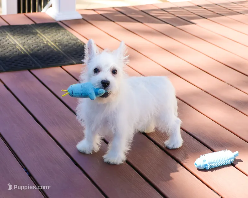 AKC Oscar  – West Highland White Terrier puppy for sale in Syracuse, IN
