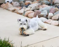 AKC Alex - Neutered, a male Miniature Schnauzer for sale in Syracuse, IN – 2 of 10
