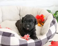 Draco , a male Shihpoo for sale in Syracuse, IN – 3 of 4