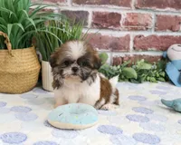 AKC Sid , a male Shih Tzu for sale in Syracuse, IN – 4 of 5