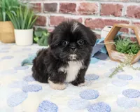 AKC Manny , a male Shih Tzu for sale in Syracuse, IN – 2 of 5
