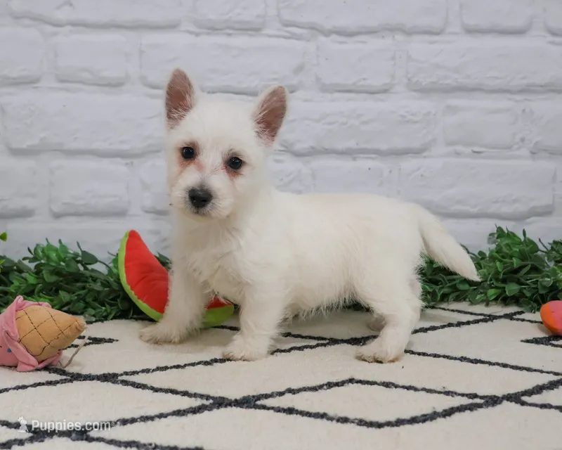 AKC Quincey  – West Highland White Terrier puppy for sale in Syracuse, IN