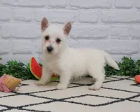AKC Quincey , a female West Highland White Terrier for sale in Syracuse, IN – 1 of 10