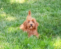 F1B Amore, a female Cavapoo for sale in Syracuse, IN – 4 of 10