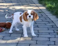 AKC Khalil, a male Cavalier King Charles Spaniel for sale in Syracuse, IN – 3 of 10
