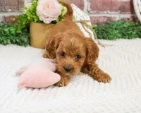 F1B Kelsie , a female Cavapoo for sale in Syracuse, IN – 7 of 10