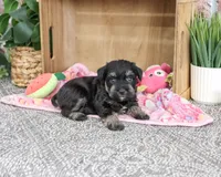 AKC Tessa , a female Miniature Schnauzer for sale in Syracuse, IN – 4 of 6
