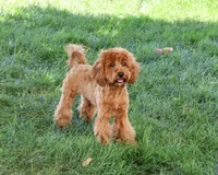 F1B Amore, a female Cavapoo for sale in Syracuse, IN – 4 of 10