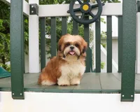 AKC Tramp, a male Shih Tzu for sale in Syracuse, IN – 3 of 10