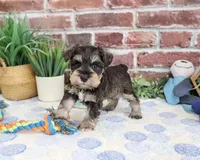 AKC Luther , a male Miniature Schnauzer for sale in Syracuse, IN – 1 of 6