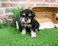 AKC Angel, a female Miniature Schnauzer for sale in Syracuse, IN – Photo 8 of 10