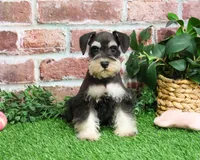 AKC Angel, a female Miniature Schnauzer for sale in Syracuse, IN – Photo 3 of 10