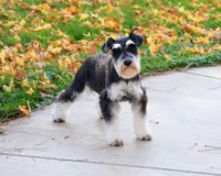 AKC Angel, a female Miniature Schnauzer for sale in Syracuse, IN – Photo 9 of 10