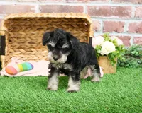 AKC Angel, a female Miniature Schnauzer for sale in Syracuse, IN – Photo 6 of 10