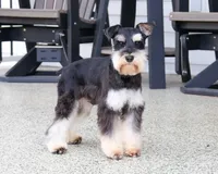 AKC Angel, a female Miniature Schnauzer for sale in Syracuse, IN – Photo 10 of 10