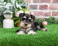 AKC Angel, a female Miniature Schnauzer for sale in Syracuse, IN – Photo 2 of 10