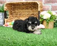 AKC Angel, a female Miniature Schnauzer for sale in Syracuse, IN – Photo 7 of 10