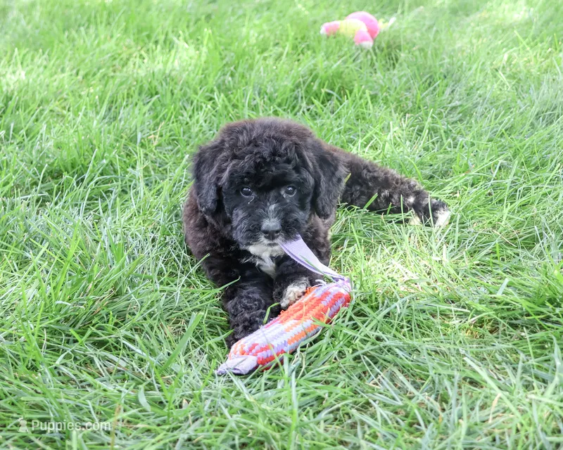 F1B Wrenly – Saint Berdoodle puppy for sale in Syracuse, IN