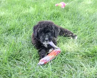 F1B Wrenly, a female Saint Berdoodle for sale in Syracuse, IN – 1 of 5
