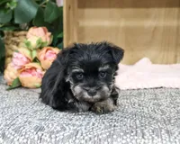 AKC Davina, a female Miniature Schnauzer for sale in Syracuse, IN – 5 of 6