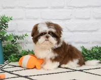 AKC Andre , a male Shih Tzu for sale in Syracuse, IN – 5 of 9