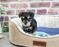 AKC Jacob, a male Miniature Schnauzer for sale in Syracuse, IN – 3 of 5