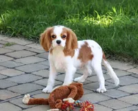AKC Khalil, a male Cavalier King Charles Spaniel for sale in Syracuse, IN – 1 of 10