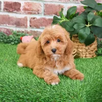 F1B Macaroni, a female Miniature Goldendoodle for sale in Syracuse, IN – Photo 6 of 10
