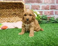 F1B Macaroni, a female Miniature Goldendoodle for sale in Syracuse, IN – Photo 6 of 9