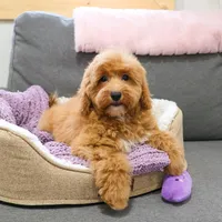 F1B Macaroni, a female Miniature Goldendoodle for sale in Syracuse, IN – Photo 4 of 10