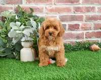 F1B Macaroni, a female Miniature Goldendoodle for sale in Syracuse, IN – Photo 3 of 9