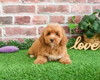 F1B Macaroni, a female Miniature Goldendoodle for sale in Syracuse, IN – Photo 4 of 9