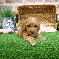 F1B Macaroni, a female Miniature Goldendoodle for sale in Syracuse, IN – Photo 8 of 10