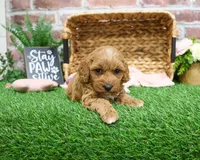 F1B Macaroni, a female Miniature Goldendoodle for sale in Syracuse, IN – Photo 7 of 9