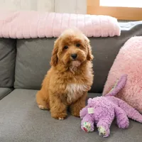 F1B Macaroni, a female Miniature Goldendoodle for sale in Syracuse, IN – Photo 5 of 10