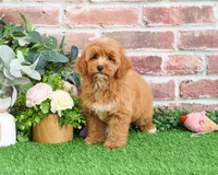 F1B Macaroni, a female Miniature Goldendoodle for sale in Syracuse, IN – Photo 2 of 9
