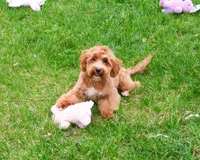 F1B Macaroni, a female Miniature Goldendoodle for sale in Syracuse, IN – Photo 1 of 10